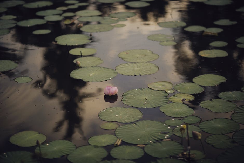 pexels photo 9505410 9505410 1 A tranquil pond with lily pads and a single pink lotus flower reflecting on the water surface.